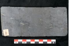 Foto (Detailansicht) von Plantae indet.  (NHMW-GEO-2024-0188-11205)